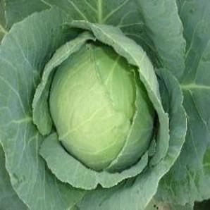 NS 155 CABBAGE SEEDS
