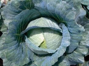 NS 183 CABBAGE