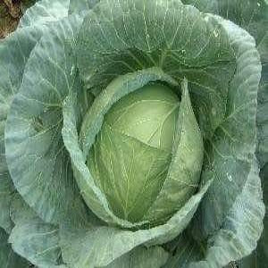 NS 196 CABBAGE