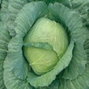 NS 43 CABBAGE