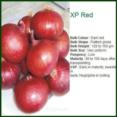 XP RED ONION