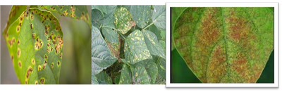 Rust On Beans Diseases Management And Control