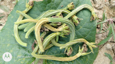 Manage fruit rot disease in Cucurbit crops