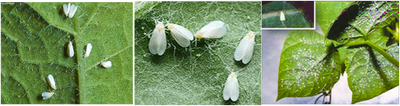 MANAGEMENT OF WHITEFLIES IN BEANS