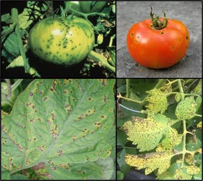 Bacterial Speck – Deadly disease of tomato crop