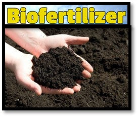 Importance of Biofertilisers in the Soil and Plant root system