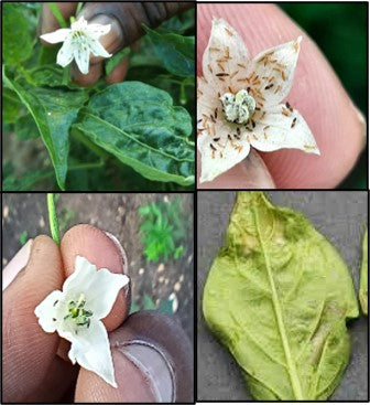 अंतिम चरण में अंतिम चरण में प्रवेश करें [उद्देश्य पर विचार करें] ిివారణకు పిచికారీ కీటన हाँ! 