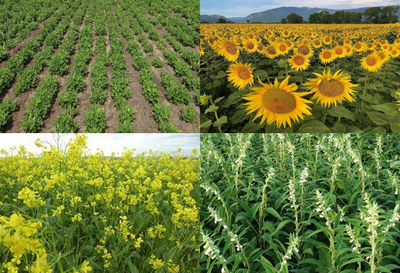 Role of Sulphur Nutrient In Oilseed Crops