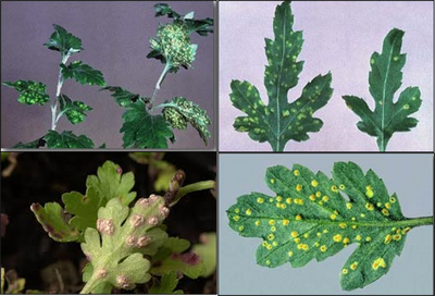 Sound Management of White rust Disease in Chrysanthemum Flower Cultivation