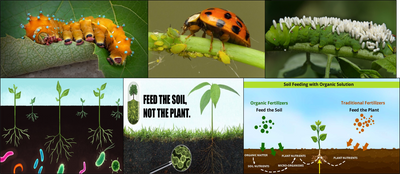 Importance of Micro-organisms (Bio-agents) in Pests and Disease Management