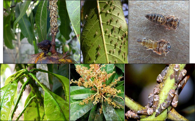 Integrated Approach for Effective Management of Mango Leaf hoppers