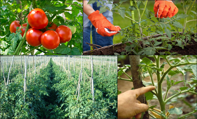 Important cultural practice to increases yield and quality of Tomato fruits!