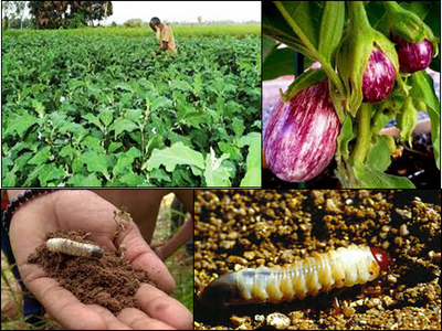 Management of white grubs attack on brinjal roots