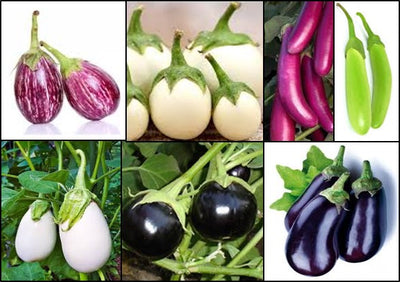 Good Agricultural Practices for Egg plant- SOLANUM MELONGENA. L [Brinjal]