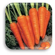 Good Agricultural Practices for Carrot crop