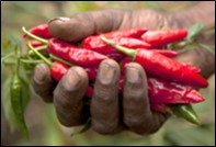 GROWING & NUTRIENT REQUIREMENTS FOR CHILLI/HOT PEPPER [CAPSICUM ANNUUM]