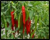 Fertigation Recommendations For Chilli Crop Through Drip Irrigation