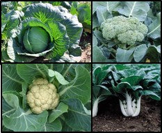 Organic Management of Diamond Back Moths [DBM] larvae on Cabbage, Broccoli and Cauliflower with bio pesticides