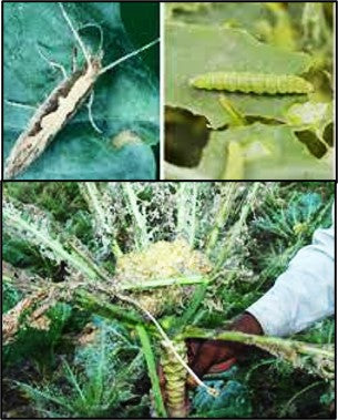 Natural and toxic free control of Deadly insect Diamondback moth in Cruciferous Cole crops