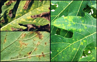 Downy Mildew disease: an important disease of Papaya