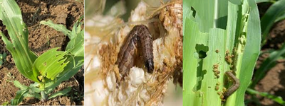 Effective Management Of Fall Armyworm (Spodoptera frugiperda) On Maize