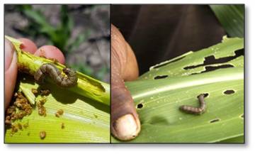 FALL ARMY WORM - MAIZE / CORN, इम्पैक्ट और 5 प्रभावी नियंत्रण उपायों में एक गंभीर कीट