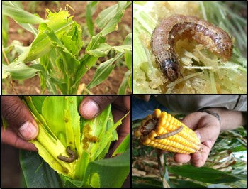 Fall armyworm- a threat to Maize farmers