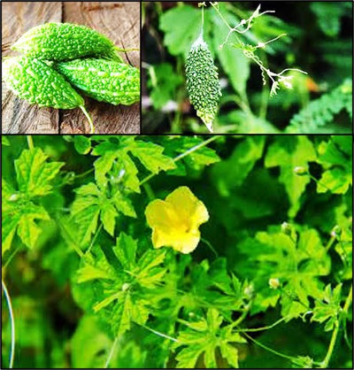 FERTIGATION SCHEDULE AND BASAL DOSE OF NUTRIENTS FOR BITTER GOURD CROP