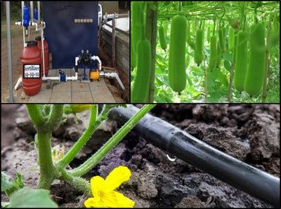 Fertigation for Bottle Gourd Crop