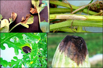 Gummy Stem Blight or Blackrot [GSB] on Cucurbit Crops! How To Manage?