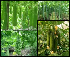 Cucurbitaceous Crops [Gourds] Best Cultivation practices