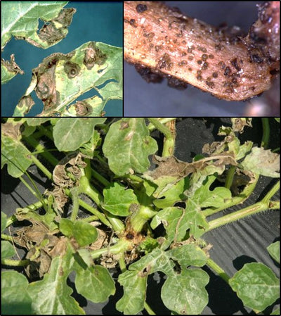 Gummy stem blight disease  - a serious disease in Melons and Cucurbits