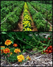 Marigolds as trap crop for fruit borer management in Organic farming