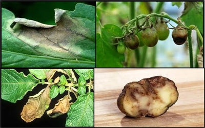 Coping up with deadly Late blight disease in Potato and Tomato crops