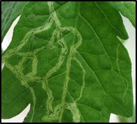 Leaf miners – Devastating pest on vegetable crops