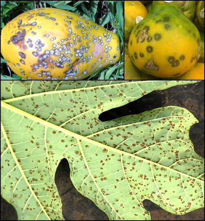 Black spot disease in Papaya – Disease to take seriously