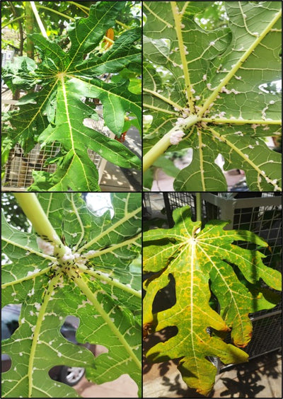 Manage Mealy bugs on Papaya