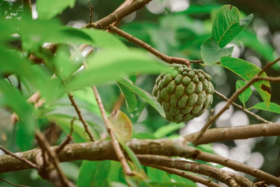 ಸೀತಾಫಲದಲ್ಲಿ ಸುಧಾರಿತ ಬೇಸಾಯ ಕ್ರಮಗಳು