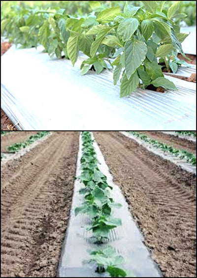 Mulching in Crop Production