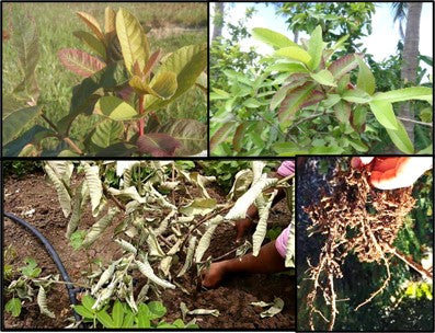 Root Knot Nematodes in Guava- Damage and Management