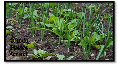 Organic control of Collar rot and other Root related Rot diseases  in transplanted crops