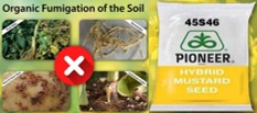 Organic Fumigation of soil