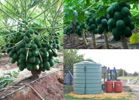 Fertigation recommendations[Schedule] for Papaya crop