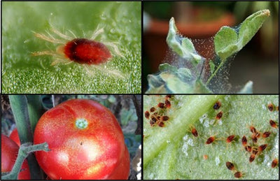 RED SPIDER MITES (TETRANYCHUS EVANSI) – an important pest of summer tomatoes