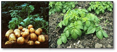 Growing potato crop in Rabi