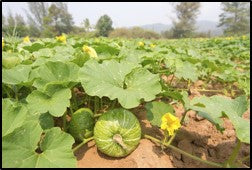 Good Agriculture practices for Sweet Pumpkin