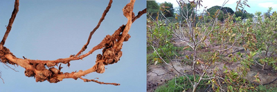 Manage Root Knot Nematodes in Guava Orchard