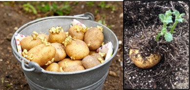 Potato seed tuber treatment to avoid Soil borne diseases