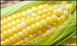 GOOD AGRICULTURE PRACTICES FOR SWEET CORN