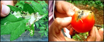 ಟೊಮ್ಯಾಟೊ ಬೆಳೆಯ ಆಕ್ರಮಣಕಾರಿ ಕೀಟ ಊಜಿ [ಟ್ಯೂಟಾ ಅಬ್ಸೊಲ್ಯೂಟ] ದ ಪರಿಣಾಮಕಾರಿ ನಿರ್ವಹಣೆ